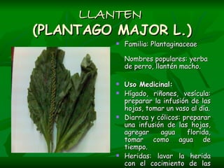 LLANTEN  (PLANTAGO MAJOR L.) Familia: Plantaginaceae  Nombres populares: yerba de perro, llantén macho.  Uso Medicinal:  Hígado, riñones, vesícula: preparar la infusión de las hojas, tomar un vaso al día. Diarrea y cólicos: preparar una infusión de las hojas, agregar agua florida, tomar como agua de tiempo. Heridas: lavar la herida con el cocimiento de las hojas.  