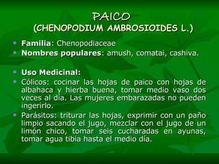 PAICO  (CHENOPODIUM AMBROSIOIDES L.)   Familia : Chenopodiaceae Nombres populares : amush, comatai, cashiva.   Uso Medicinal: Cólicos: cocinar las hojas de paico con hojas de albahaca y hierba buena, tomar medio vaso dos veces al día. Las mujeres embarazadas no pueden ingerirlo. Parásitos: triturar las hojas, exprimir con un paño limpio sacando el jugo, mezclar con el jugo de un limón chico, tomar seis cucharadas en ayunas, tomar agua tibia hasta el medio día.  