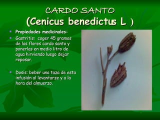 CARDO SANTO (Cenicus benedictus L  ) Propiedades medicinales:   Gastritis:  coger 45 gramos de las flores cardo santo y ponerlas en medio litro de agua hirviendo luego dejar reposar.   Dosis: beber una taza de esta infusión al levantarze y a la hora del almuerzo. 