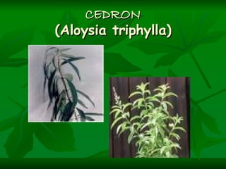 CEDRON (Aloysia triphylla) 