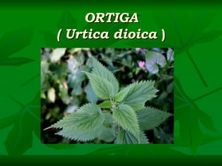ORTIGA ( Urtica dioica  ) 