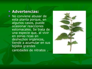 Advertencias: No conviene abusar de esta planta porque, en algunos casos, puede ocasionar reacciones estomacales. Se trata de una especie que, al vivir en zonas ricas en deshechos orgánicos, tiende a acumular en sus tejidos grandes cantidades de nitratos   . 
