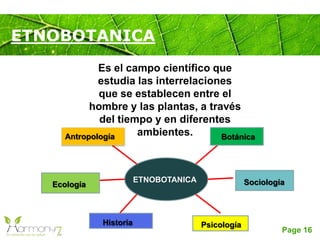 Page 16
Es el campo científico que
estudia las interrelaciones
que se establecen entre el
hombre y las plantas, a través
del tiempo y en diferentes
ambientes.
ETNOBOTANICA
Botánica
Sociología
Psicología
Antropología
Ecología
Historia
ETNOBOTANICA
 