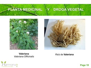 Page 19
Valeriana
Valeriana Officinalis
Raíz de Valeriana
PLANTA MEDICINAL Y DROGA VEGETAL
 