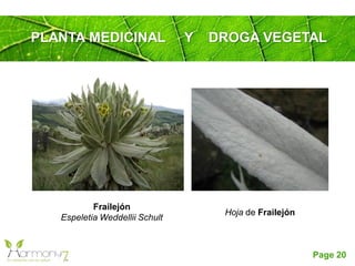 Page 20
Frailejón
Espeletia Weddellii Schult
Hoja de Frailejón
PLANTA MEDICINAL Y DROGA VEGETAL
 