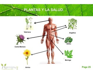 Page 25
PLANTAS Y LA SALUD.
Angélica
Cardo Mariano
Valeriana
Moringa
Boldo
Arnica
 