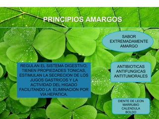 Page 39
PRINCIPIOS AMARGOS
SABOR
EXTREMADAMENTE
AMARGO
ANTIBIOTICAS
ANTIFUNGICAS
ANTITUMORALES
DIENTE DE LEON
MARRUBIO
CALENDULA
BOLDO
REGULAN EL SISTEMA DIGESTIVO,
TIENEN PROPIEDADES TONICAS,
ESTIMULAN LA SECRECION DE LOS
JUGOS GASTRICOS Y LA
ACTIVIDAD DEL HIGADO
FACILITANDO LA ELIMINACION POR
VIA HEPATICA.
 