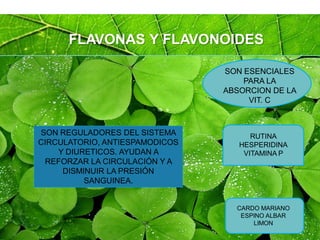 Page 41
FLAVONAS Y FLAVONOIDES
SON ESENCIALES
PARA LA
ABSORCION DE LA
VIT. C
RUTINA
HESPERIDINA
VITAMINA P
CARDO MARIANO
ESPINO ALBAR
LIMON
SON REGULADORES DEL SISTEMA
CIRCULATORIO, ANTIESPAMODICOS
Y DIURETICOS. AYUDAN A
REFORZAR LA CIRCULACIÓN Y A
DISMINUIR LA PRESIÓN
SANGUINEA.
 