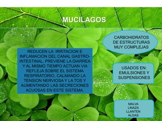 Page 42
MUCILAGOS
CARBOHIDRATOS
DE ESTRUCTURAS
MUY COMPLEJAS
MALVA
LINAZA
LLANTEN
ALGAS
REDUCEN LA IRRITACION E
INFLAMACION DEL CANAL GASTRO-
INTESTINAL, PREVIENE LA DIARREA
Y AL MISMO TIEMPO ACTUAN VIA
REFLEJA SOBRE EL SISTEMA
RESPIRATORIO, CALMANDO LA
TENSION NERVIOSA Y LA TOS Y
AUMENTANDO LAS SECRECIONES
ACUOSAS EN ESTE SISTEMA.
USADOS EN:
EMULSIONES Y
SUSPENSIONES
 