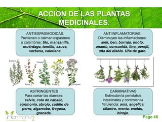 Page 46
ACCION DE LAS PLANTAS
MEDICINALES.
ASTRINGENTES
Para cortar las diarreas:
salvia, cola de caballo,
agrimonia, abrojo, cadillo de
perro, algarrobo, fregosa,
granada.
ANTIESPASMODICAS.
Previenen o calman espasmos
o calambres: tilo, manzanilla,
muérdago, tomillo, sauce,
verbena, valeriana.
CARMINATIVAS
Estimulan la peristalsis
intestinales y controlan la
flatulencia: anís, angélica,
cilantro, menta, eneldo,
hinojo.
ANTIINFLAMATORIAS.
Disminuyen las inflamaciones:
alelí, ben, borraja, onoto,
anamú, consuelda, lino, perejil,
uña del diablo. Uña de gato.
 