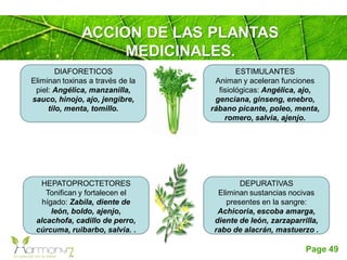 Page 49
DEPURATIVAS
Eliminan sustancias nocivas
presentes en la sangre:
Achicoria, escoba amarga,
diente de león, zarzaparrilla,
rabo de alacrán, mastuerzo .
ESTIMULANTES
Animan y aceleran funciones
fisiológicas: Angélica, ajo,
genciana, ginseng, enebro,
rábano picante, poleo, menta,
romero, salvia, ajenjo.
HEPATOPROCTETORES
Tonifican y fortalecen el
hígado: Zabila, diente de
león, boldo, ajenjo,
alcachofa, cadillo de perro,
cúrcuma, ruibarbo, salvia. .
DIAFORETICOS
Eliminan toxinas a través de la
piel: Angélica, manzanilla,
sauco, hinojo, ajo, jengibre,
tilo, menta, tomillo.
ACCION DE LAS PLANTAS
MEDICINALES.
 