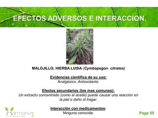 Page 55
EFECTOS ADVERSOS E INTERACCION.
MALOJILLO, HIERBA LUISA (Cymbopogon citratos)
Evidencias científica de su uso:
Analgésico. Antioxidante.
Efectos secundarios (los mas comunes):
Un extracto concentrado (como el aceite) puede causar una reacción en
la piel o daño al tragar.
Interacción con medicamentos:
Ninguna conocida.
 