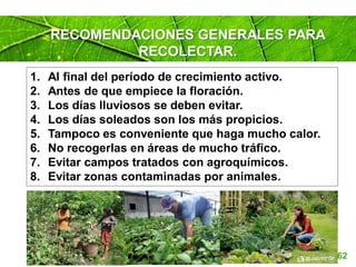 Page 62
RECOMENDACIONES GENERALES PARA
RECOLECTAR.
1. Al final del período de crecimiento activo.
2. Antes de que empiece la floración.
3. Los días lluviosos se deben evitar.
4. Los días soleados son los más propicios.
5. Tampoco es conveniente que haga mucho calor.
6. No recogerlas en áreas de mucho tráfico.
7. Evitar campos tratados con agroquímicos.
8. Evitar zonas contaminadas por animales.
 