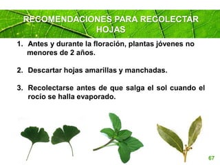 Page 67
1. Antes y durante la floración, plantas jóvenes no
menores de 2 años.
2. Descartar hojas amarillas y manchadas.
3. Recolectarse antes de que salga el sol cuando el
rocío se halla evaporado.
RECOMENDACIONES PARA RECOLECTAR
HOJAS
 