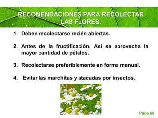 Page 68
1. Deben recolectarse recién abiertas.
2. Antes de la fructificación. Así se aprovecha la
mayor cantidad de pétalos.
3. Recolectarse preferiblemente en forma manual.
4. Evitar las marchitas y atacadas por insectos.
RECOMENDACIONES PARA RECOLECTAR
LAS FLORES.
 