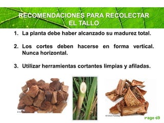 Page 69
1. La planta debe haber alcanzado su madurez total.
2. Los cortes deben hacerse en forma vertical.
Nunca horizontal.
3. Utilizar herramientas cortantes limpias y afiladas.
RECOMENDACIONES PARA RECOLECTAR
EL TALLO
 