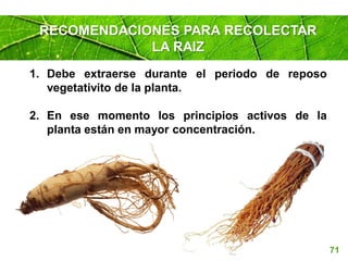Page 71
1. Debe extraerse durante el periodo de reposo
vegetativito de la planta.
2. En ese momento los principios activos de la
planta están en mayor concentración.
RECOMENDACIONES PARA RECOLECTAR
LA RAIZ
 