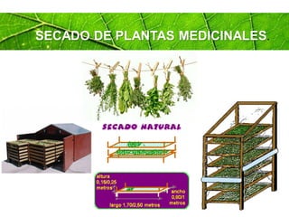 Page 72
SECADO DE PLANTAS MEDICINALES.
 