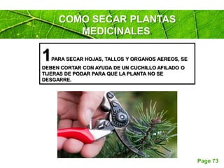 Page 73
COMO SECAR PLANTAS
MEDICINALES.
1PARA SECAR HOJAS, TALLOS Y ORGANOS AEREOS, SE
DEBEN CORTAR CON AYUDA DE UN CUCHILLO AFILADO O
TIJERAS DE PODAR PARA QUE LA PLANTA NO SE
DESGARRE.
 