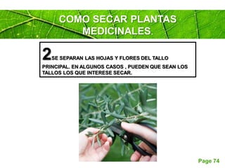 Page 74
COMO SECAR PLANTAS
MEDICINALES.
2SE SEPARAN LAS HOJAS Y FLORES DEL TALLO
PRINCIPAL. EN ALGUNOS CASOS , PUEDEN QUE SEAN LOS
TALLOS LOS QUE INTERESE SECAR.
 