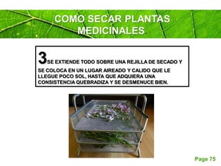 Page 75
COMO SECAR PLANTAS
MEDICINALES.
3SE EXTIENDE TODO SOBRE UNA REJILLA DE SECADO Y
SE COLOCA EN UN LUGAR AIREADO Y CALIDO QUE LE
LLEGUE POCO SOL, HASTA QUE ADQUIERA UNA
CONSISTENCIA QUEBRADIZA Y SE DESMENUCE BIEN.
 
