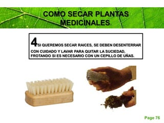 Page 76
COMO SECAR PLANTAS
MEDICINALES.
4SI QUEREMOS SECAR RAICES, SE DEBEN DESENTERRAR
CON CUIDADO Y LAVAR PARA QUITAR LA SUCIEDAD,
FROTANDO SI ES NECESARIO CON UN CEPILLO DE UÑAS.
 