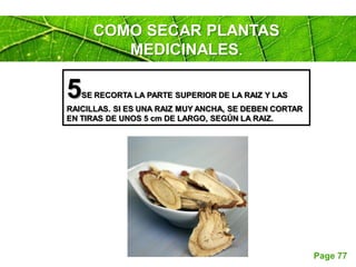 Page 77
COMO SECAR PLANTAS
MEDICINALES.
5SE RECORTA LA PARTE SUPERIOR DE LA RAIZ Y LAS
RAICILLAS. SI ES UNA RAIZ MUY ANCHA, SE DEBEN CORTAR
EN TIRAS DE UNOS 5 cm DE LARGO, SEGÚN LA RAIZ.
 