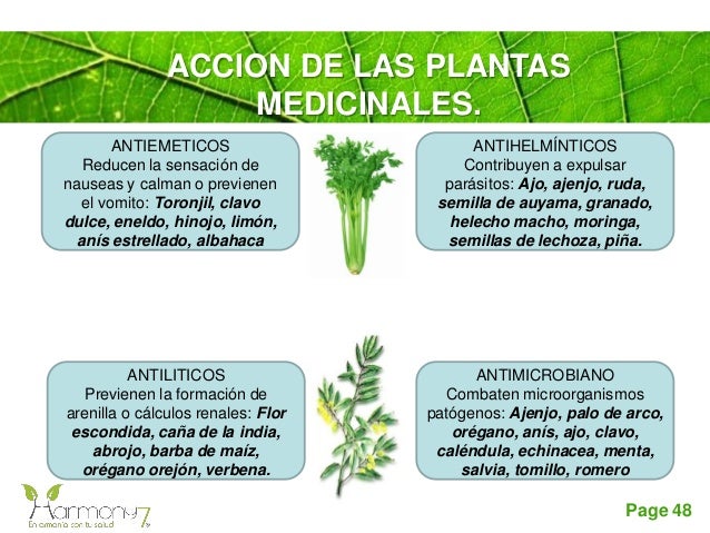 Para Que Sirve La Planta Medicinal Flor Escondida  Plantă Blog