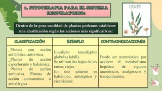 _Plantas con acción
antibiótica, antivírica.
_Plantas de acción
expectorante y balsámica.
_Plantas de acción
antitusiva. Plantas de
acción antiasmática o
antialérgica
Eucalipto (eucalyptus
globulus labill).
Se utilizan las hojas de las
ramas viejas.
En uso externo es
balsámico, antiséptico y
cicatrizante.
Puede ser neurotóxico por
acelerar el metabolismo
hepático de algunos
anestésicos, analgésicos y
tranquilizantes.
 