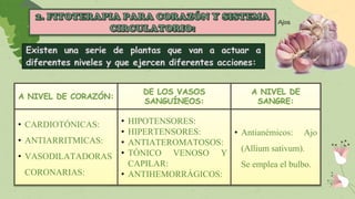 • CARDIOTÓNICAS:
• ANTIARRITMICAS:
• VASODILATADORAS
CORONARIAS:
• HIPOTENSORES:
• HIPERTENSORES:
• ANTIATEROMATOSOS:
• TÓNICO VENOSO Y
CAPILAR:
• ANTIHEMORRÁGICOS:
• Antianémicos: Ajo
(Allium sativum).
Se emplea el bulbo.
 