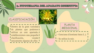Dentro de la gran variedad
de plantas que podemos
utilizar en este apartado,
estableceremos una pequeña
clasificación, viendo
únicamente algunas de ellas
CLASIFICACACIÓN
• Genciana (Gentiana lutea L.).
• Se utiliza la raíz.
PLANTA
MEDICINAL
 