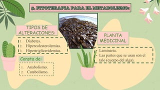 1. Diabetes.
2. Hipercolesterolemias.
3. Hipertrigliceridemias.
TIPOS DE
ALTERACIONES:
• Laminaria.
• Las partes que se usan son el
talo (cuerpo del alga).
PLANTA
MEDICINAL
Consta de:
1. Anabolismo.
2. Catabolismo.
 