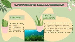 1. Algas:
2. Diuréticos:
3. Laxantes:
3 GRUPOS:
• Espirulina (Spirulina maxima).
• Las partes que se usan son el talo
(cuerpo del alga).
PLANTA
MEDICINAL
 