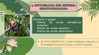  PLANTA MEDICINAL: Enebro (Juniperus communis L.)
Se manipulan las bayas de ellas se extrae la ginebra.
 