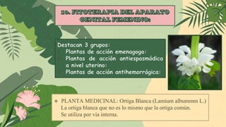  PLANTA MEDICINAL: Ortiga Blanca (Lamium albummm L.)
La ortiga blanca que no es lo mismo que la ortiga común.
Se utiliza por vía interna.
 
