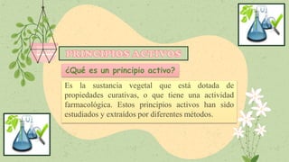 Es la sustancia vegetal que está dotada de
propiedades curativas, o que tiene una actividad
farmacológica. Estos principios activos han sido
estudiados y extraídos por diferentes métodos.
¿Qué es un principio activo?
 