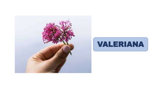 VALERIANA
 