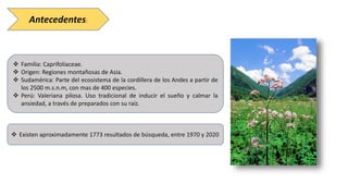 Antecedentes:
 Familia: Caprifoliaceae.
 Origen: Regiones montañosas de Asia.
 Sudamérica: Parte del ecosistema de la cordillera de los Andes a partir de
los 2500 m.s.n.m, con mas de 400 especies.
 Perú: Valeriana pilosa. Uso tradicional de inducir el sueño y calmar la
ansiedad, a través de preparados con su raíz.
 Existen aproximadamente 1773 resultados de búsqueda, entre 1970 y 2020
 