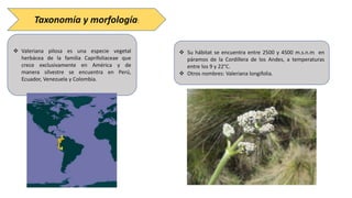 Taxonomía y morfología:
 Valeriana pilosa es una especie vegetal
herbácea de la familia Caprifoliaceae que
crece exclusivamente en América y de
manera silvestre se encuentra en Perú,
Ecuador, Venezuela y Colombia.
 Su hábitat se encuentra entre 2500 y 4500 m.s.n.m en
páramos de la Cordillera de los Andes, a temperaturas
entre los 9 y 22°C.
 Otros nombres: Valeriana longifolia.
 
