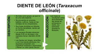 DIENTE DE LEÓN (Taraxacum
officinale)
DESCRIPCIÓN:
• Se trata como grupo, ya que no
es una sola especie.
• Se encuentra en arcenes,
baldíos, cultivos, hasta en las
rendijas de los empedrados.
• Sus hojas divididas en lóbulos,
en forma dentellada, dando así
su nombre.
• Los escapos florales alcanzan
desde 5-40 cm de largo y los
capítulos tienen diámetro 25-60
mm.
• Las lígulas son largas, amarillas
y con una banda pardusca, los
aquenios presentan una
superficie nodulosa o espinulosa
y tienen un color pardo oscuro. RECOLECCIÓN:
Las hojas se
recolectan antes
de la floración,
las raíces en
primavera u
otoño, los
bohordos
durante la
floración,
 