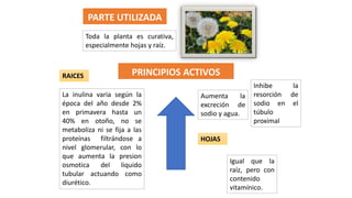 PRINCIPIOS ACTIVOS
RAICES
La inulina varia según la
época del año desde 2%
en primavera hasta un
40% en otoño, no se
metaboliza ni se fija a las
proteínas filtrándose a
nivel glomerular, con lo
que aumenta la presion
osmotica del liquido
tubular actuando como
diurético.
Aumenta la
excreción de
sodio y agua.
Inhibe la
resorción de
sodio en el
túbulo
proximal
HOJAS
Igual que la
raíz, pero con
contenido
vitamínico.
PARTE UTILIZADA
Toda la planta es curativa,
especialmente hojas y raíz.
 