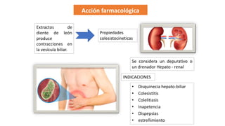 Acción farmacológica
Extractos de
diente de león
produce
contracciones en
la vesícula biliar.
Propiedades
colesistocineticas
Se considera un depurativo o
un drenador Hepato - renal
INDICACIONES
• Disquinecia hepato-biliar
• Colesistitis
• Colelitiasis
• Inapetencia
• Dispepsias
• estreñimiento
 