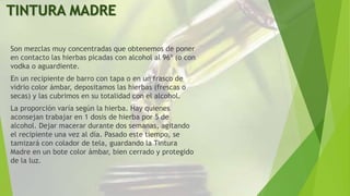 TINTURA MADRE
Son mezclas muy concentradas que obtenemos de poner
en contacto las hierbas picadas con alcohol al 96º (o con
vodka o aguardiente.
En un recipiente de barro con tapa o en un frasco de
vidrio color ámbar, depositamos las hierbas (frescas o
secas) y las cubrimos en su totalidad con el alcohol.
La proporción varía según la hierba. Hay quienes
aconsejan trabajar en 1 dosis de hierba por 5 de
alcohol. Dejar macerar durante dos semanas, agitando
el recipiente una vez al día. Pasado este tiempo, se
tamizará con colador de tela, guardando la Tintura
Madre en un bote color ámbar, bien cerrado y protegido
de la luz.
 