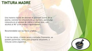 TINTURA MADRE
Una manera rápida de obtener el principio activo de la
planta, consiste en triturarla en un mortero, para luego
colocarla en el envase de vidrio y colmar éste, con
alcohol al 96º (o en vodka o aguardiente).
Recomendable con las flores y tallos.
Y con las raíces, si están secas y cortadas finamente, se
pueden pulverizar, tanto para preparar infusiones, y
tinturas como ungüentos.
 