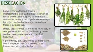 DESECACION
Como recomendación inicial, es
imprescindible que las hierbas se corten en
ramas de un tamaño igual, las cuales se
amarrarán juntas y se colgarán de forma que
las hojas queden hacia abajo, en un lugar
fresco y de poca luz.
Luego, separaremos las hojas de los tallos, lo
cual podemos hacer con los dedos, y de ser
posible, con guantes para no transferir
humedad.
Y por último, almacenaremos las hierbas en
bolsas de papel marrón o de tela, o en
frascos de vidrio color Ámbar.
 