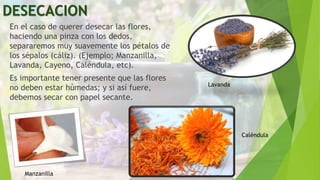 DESECACION
En el caso de querer desecar las flores,
haciendo una pinza con los dedos,
separaremos muy suavemente los pétalos de
los sépalos (cáliz). (Ejemplo; Manzanilla,
Lavanda, Cayeno, Caléndula, etc).
Es importante tener presente que las flores
no deben estar húmedas; y si así fuere,
debemos secar con papel secante.
Manzanilla
Lavanda
Caléndula
 