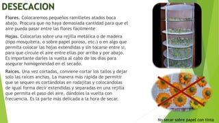 DESECACION
Flores. Colocaremos pequeños ramilletes atados boca
abajo. Procura que no haya demasiada cantidad para que el
aire pueda pasar entre las flores fácilmente
Hojas. Colocarlas sobre una rejilla metálica o de madera
(tipo mosquitera, o sobre papel poroso, etc.) o en algo que
permita colocar las hojas extendidas y sin tocarse entre si,
para que circule el aire entre ellas por arriba y por abajo.
Es importante darles la vuelta al cabo de los días para
asegurar homogeneidad en el secado.
Raíces. Una vez cortadas, conviene cortar los tallos y dejar
solo las raíces anchas. La manera más rápida de permitir
que se sequen es cortándolas en rodajitas y colocándolas
de igual forma decir extendidas y separadas en una rejilla
que permita el paso del aire, dándoles la vuelta con
frecuencia. Es la parte más delicada a la hora de secar.
No secar sobre papel con tinta
 