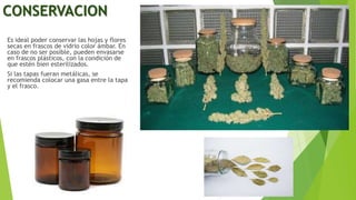 CONSERVACION
Es ideal poder conservar las hojas y flores
secas en frascos de vidrio color ámbar. En
caso de no ser posible, pueden envasarse
en frascos plásticos, con la condición de
que estén bien esterilizados.
Si las tapas fueran metálicas, se
recomienda colocar una gasa entre la tapa
y el frasco.
 