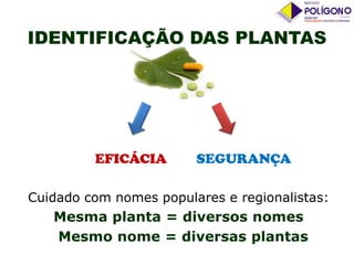 IDENTIFICAÇÃO DAS PLANTAS

EFICÁCIA

SEGURANÇA

Cuidado com nomes populares e regionalistas:

Mesma planta = diversos nomes
Mesmo nome = diversas plantas

 