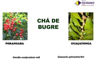 CHÁ DE
BUGRE
PORANGABA

Cordia ecalyculata vell

GUAÇATONGA

Casearia sylvestris Sw

 